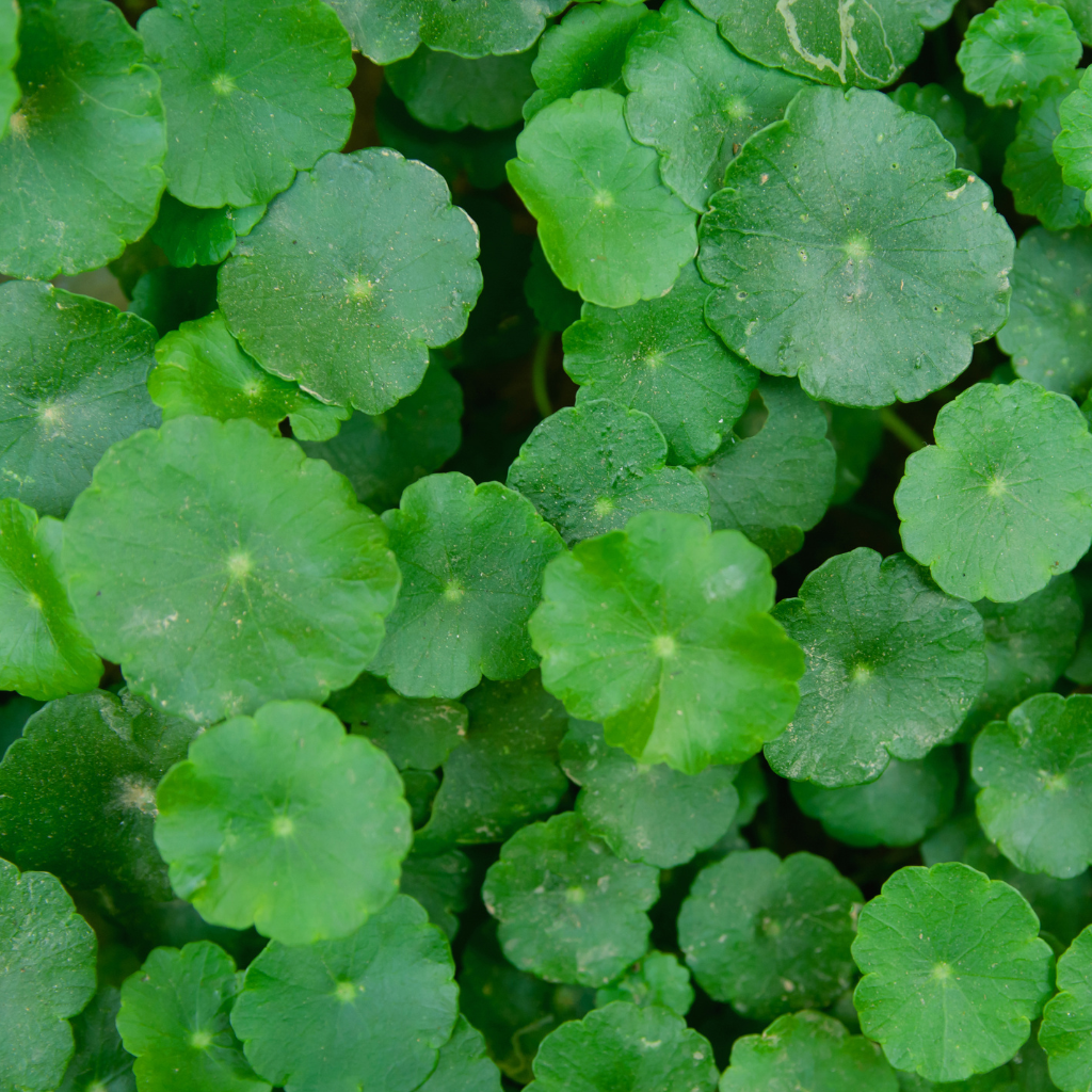 Gotu Kola botanical used in The Patch Remedy Menopause Patch